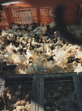 Des poussins faisant partis de la FERME , situ sur la Place de  la Gare