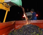 Reportage une nuit entière au coeur des vendanges de Trets